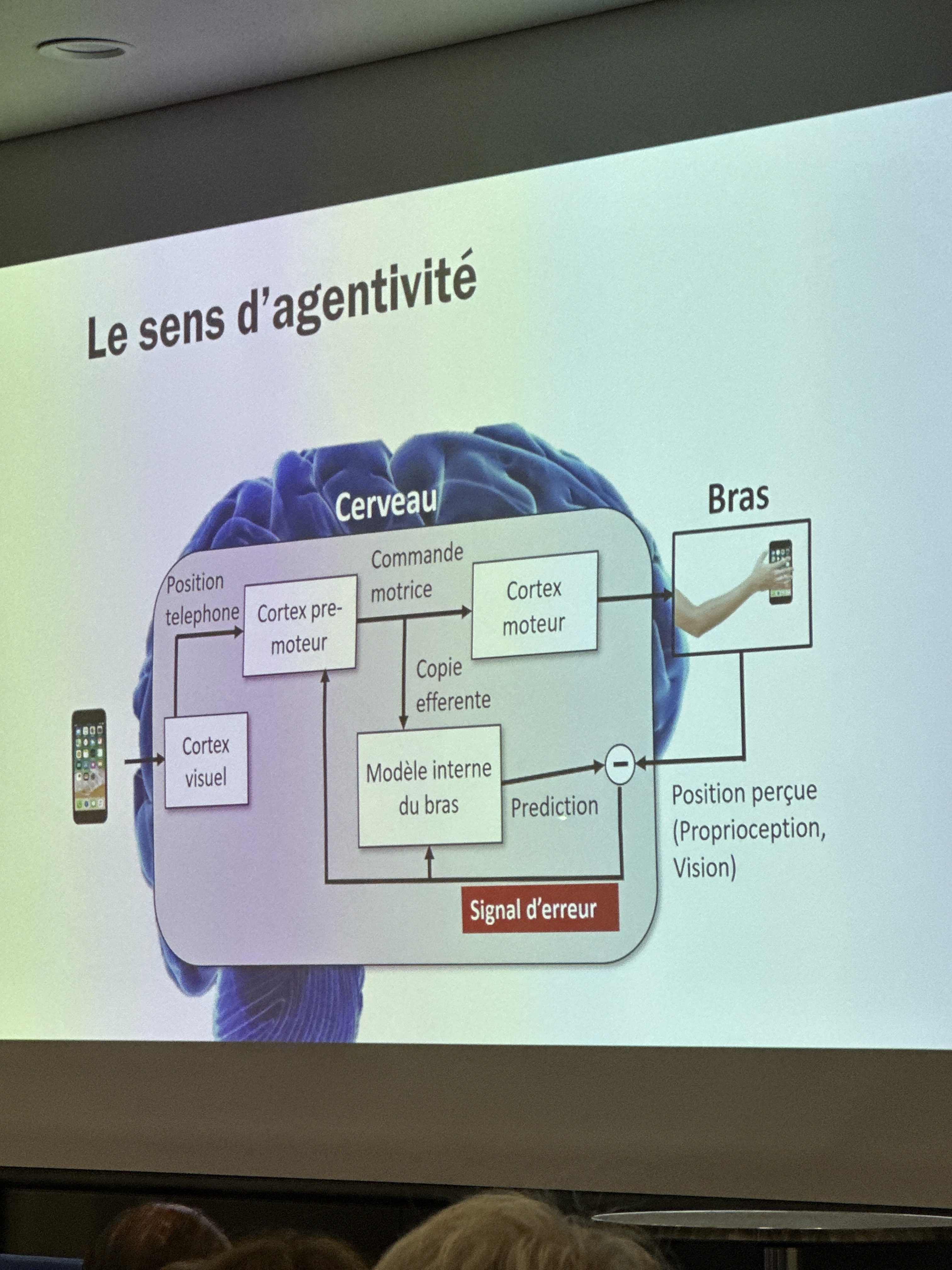 picture of a slide about the motor and premotor cortex related to the sense of agency 